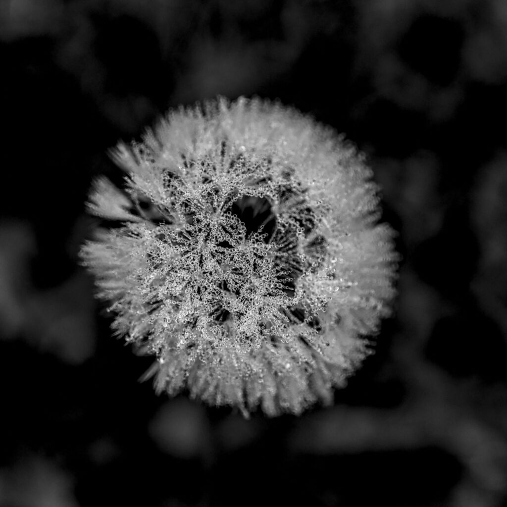 Arbeitsort Macro shot of a dandelion covered in dew, captured in black and white.
